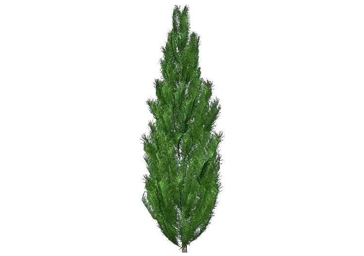 Arbres 3D - Pin - ACCA software
