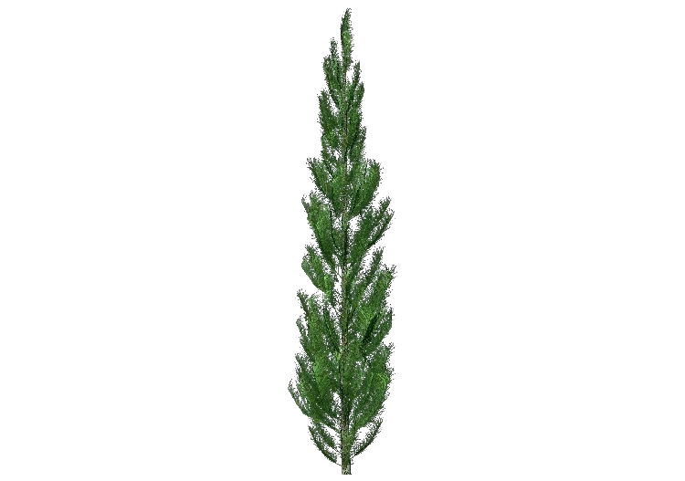 Árboles 3D - Pino - ACCA software