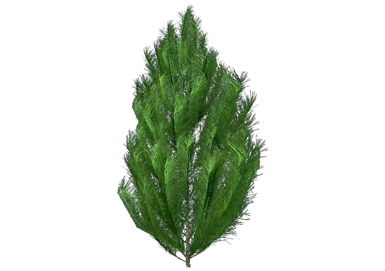 Arbres 3D - Pin - ACCA software