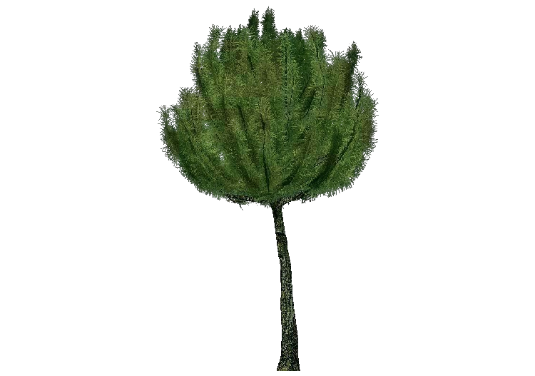 3D Trees - Mountain pine - ACCA software