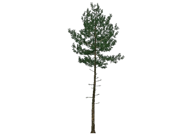 Árboles 3D - Pino salgareño - ACCA software