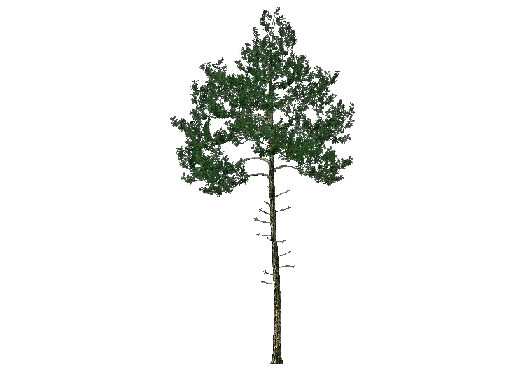Árboles 3D - Pino salgareño - ACCA software