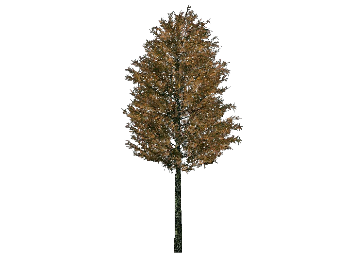 Arbres 3D - Pin sylvestre - ACCA software