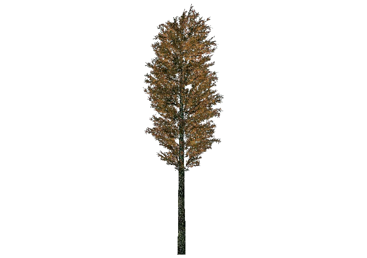 3D Trees - Scots pine - ACCA software