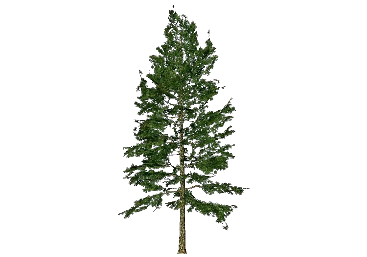 Alberi 3D - Pino strobo - ACCA software
