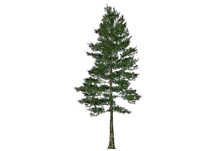 Alberi 3D - Pino taeda - ACCA software