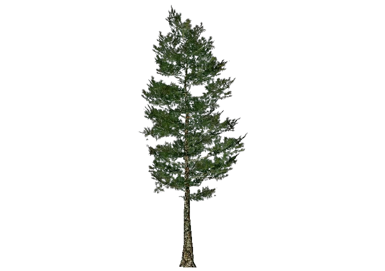 Arbres 3D - Pinus taeda - ACCA software