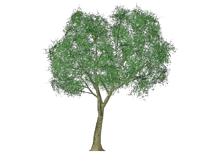 Arbres 3D - Peuplier - ACCA software