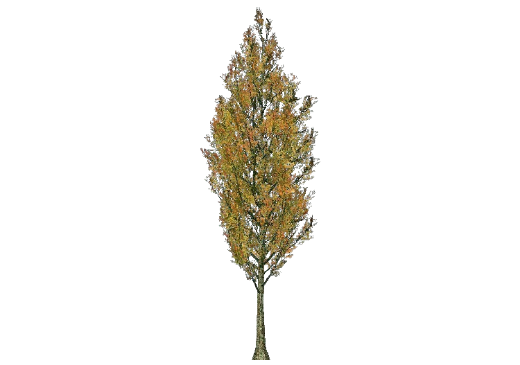 Arbres 3D - Peuplier - ACCA software