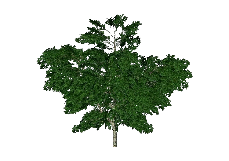 Árboles 3D - Plátano común - ACCA software