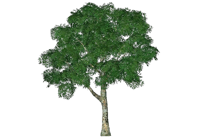 3D Bäume - Platanen - ACCA software