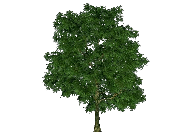 Alberi 3D - Quercia - ACCA software