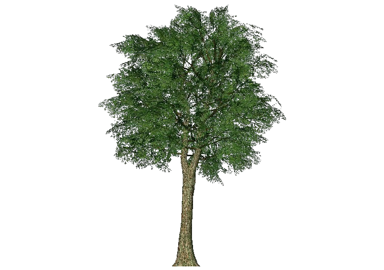 3D Trees - Oak - ACCA software