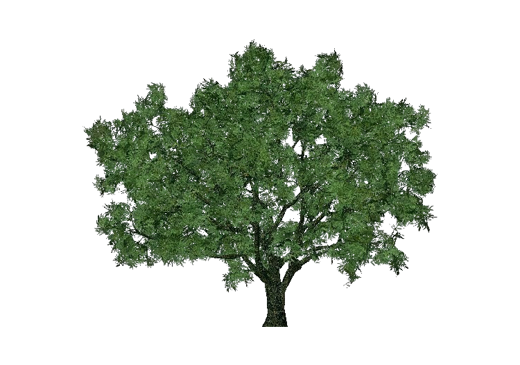 Árboles 3D - Mimbrera frágil - ACCA software