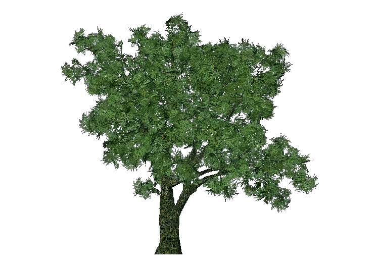 Árboles 3D - Mimbrera frágil - ACCA software