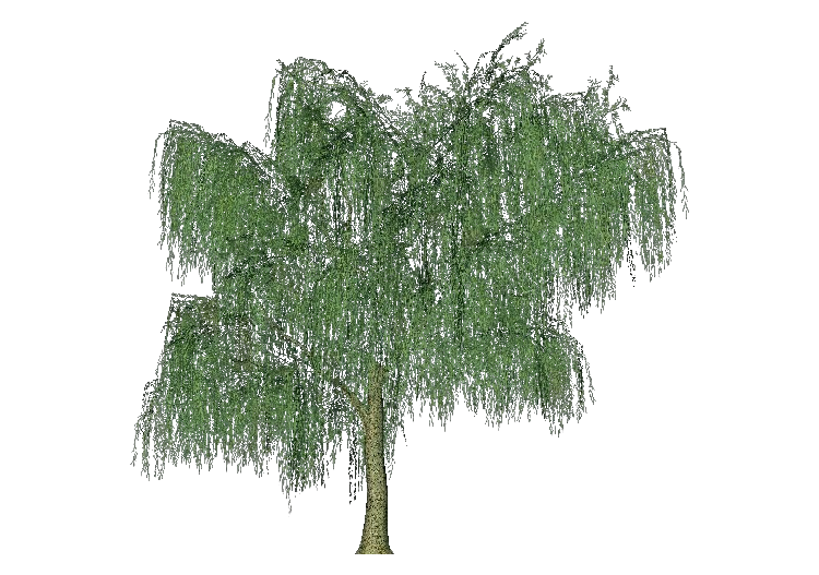 Árvores 3D - Salgueiro-chorão - ACCA software