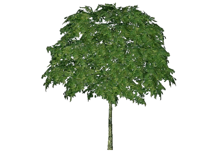 Alberi 3D - Sorbo degli uccellatori - ACCA software