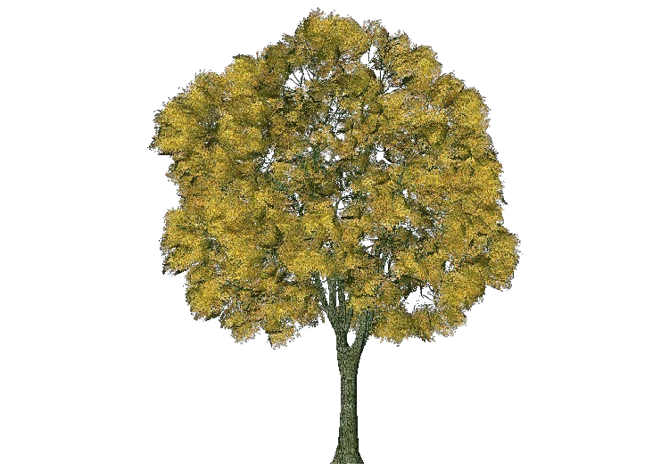 3D Trees - Tilia cordata (Wild Linden) - ACCA software
