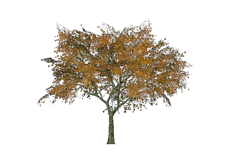 Arbres 3D - Tilleul à petites feuilles - ACCA software