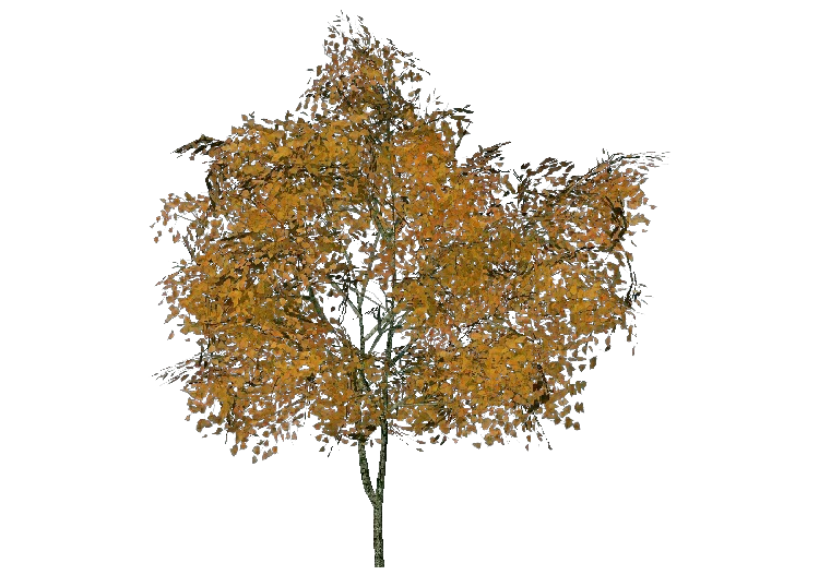 3D Trees - Tilia cordata (Wild Linden) - ACCA software