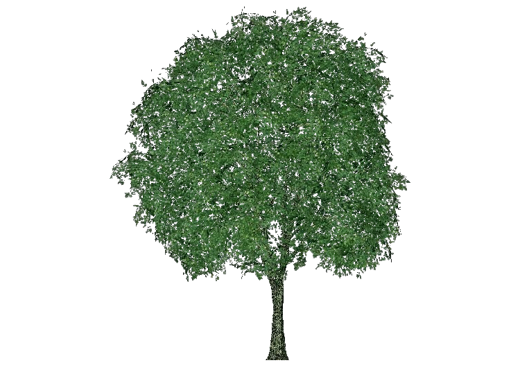 Alberi 3D - Tiglio selvatico - ACCA software