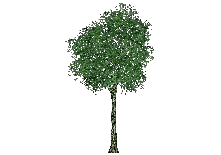 Árvores 3D - Tília selvagem - ACCA software