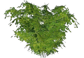 Buissons 3D - Buisson