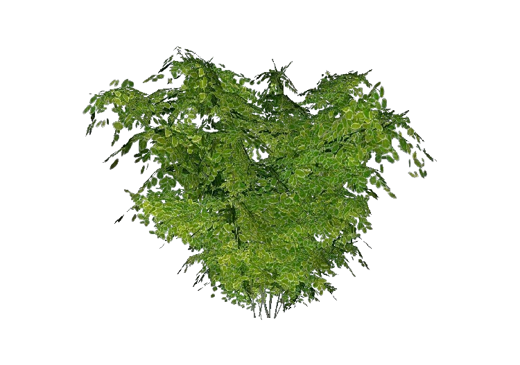 Cespugli 3D - Cespugio - ACCA software