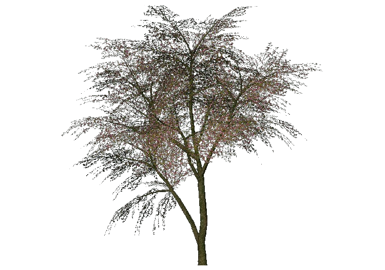 Árvores 3D - Árvore-de-judes - ACCA software