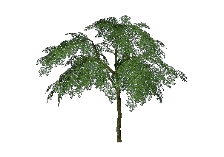 Árvores 3D - Prunus - ACCA software