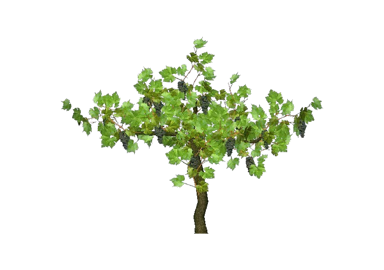 Arbres 3D - Vigne - ACCA software