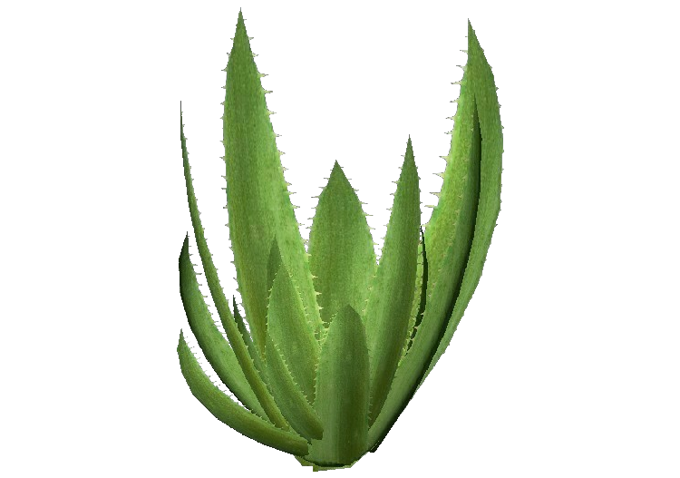 3D Pflanzen - Echte Aloe - ACCA software