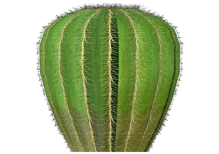 Piante 3D - Cactus barilotto dell'Arizona - ACCA software