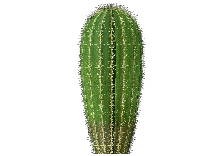 Piante 3D - Cactus barilotto dell'Arizona - ACCA software
