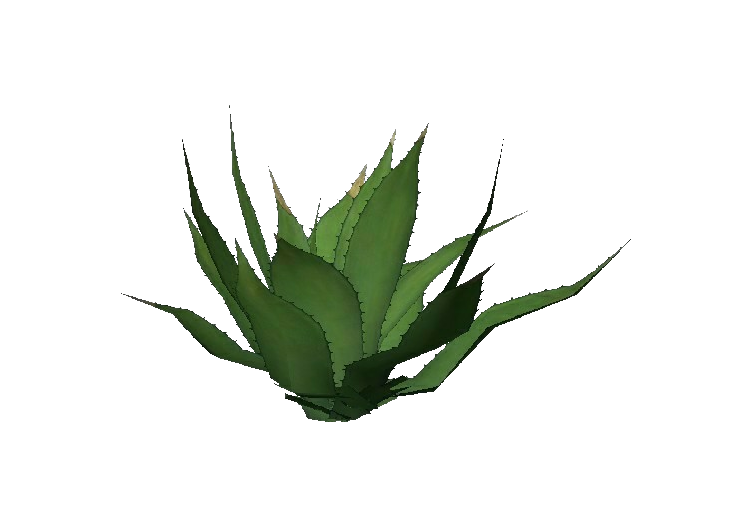 Piante 3D - American Aloe - ACCA software