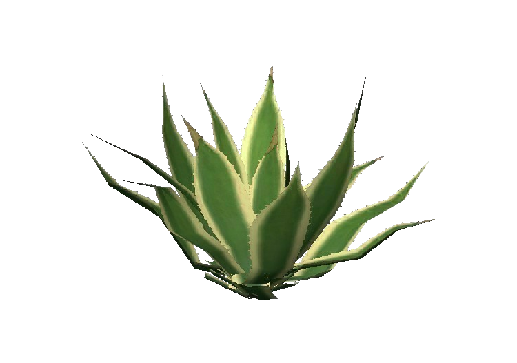 Plantes 3D - Agave américain marginata - ACCA software