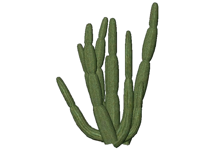 Plantes 3D - Cactus a canne d'orgue - ACCA software