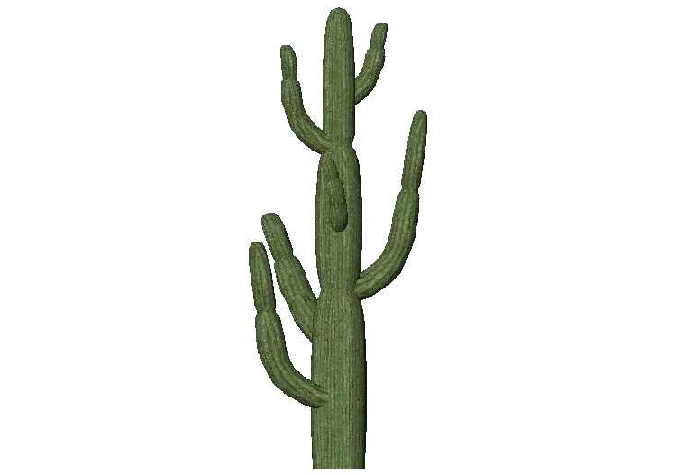 3D Pflanzen - Riesiger Saguaro-Kaktus - ACCA software