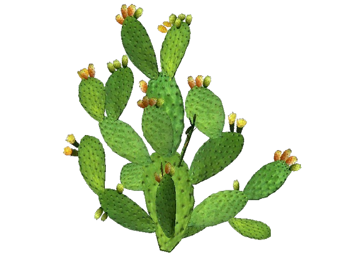 Plantas 3D - Figueira de Índia - ACCA software