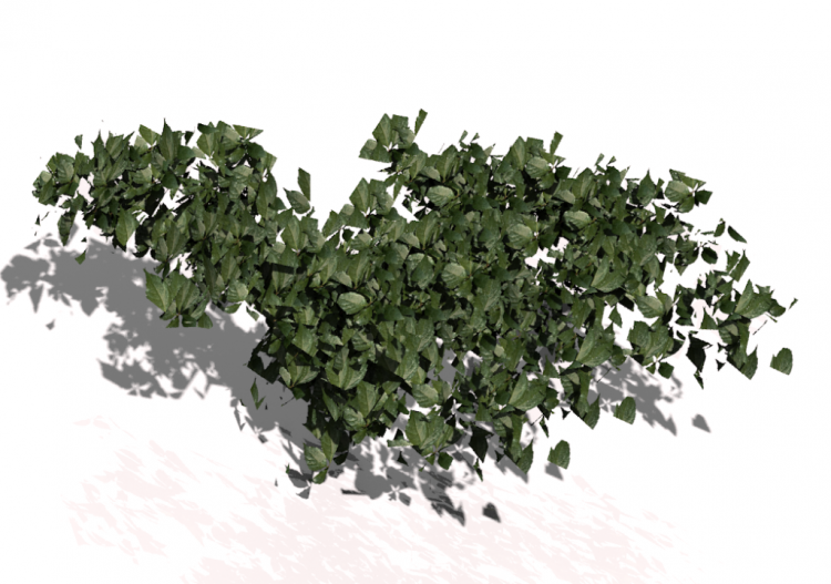 Vases and Ceramics 3D - Edera orizzontale - ACCA software