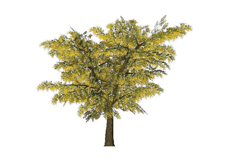 BIM Objects Free Download! 3D Trees Mimosa ACCA software
