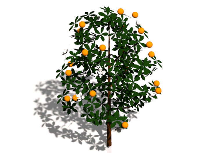 Naranjo en flor v1 - ACCA software