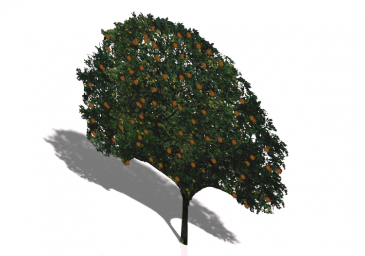 Naranjo 2D-3D v1.1 - ACCA software