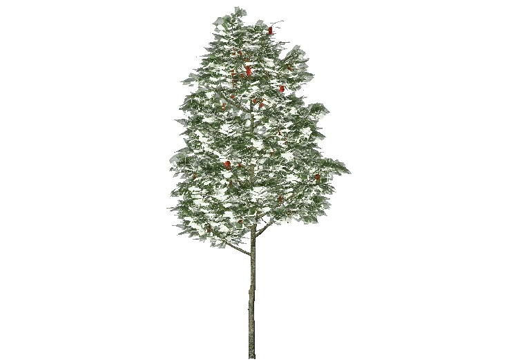 三维树木 - Rowan tree - ACCA software