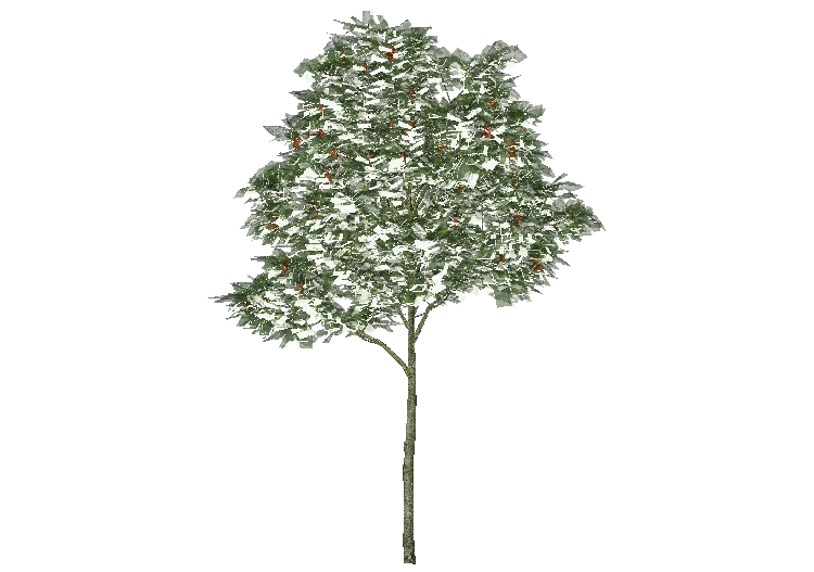3D Bäume - Vogelbeere - ACCA software