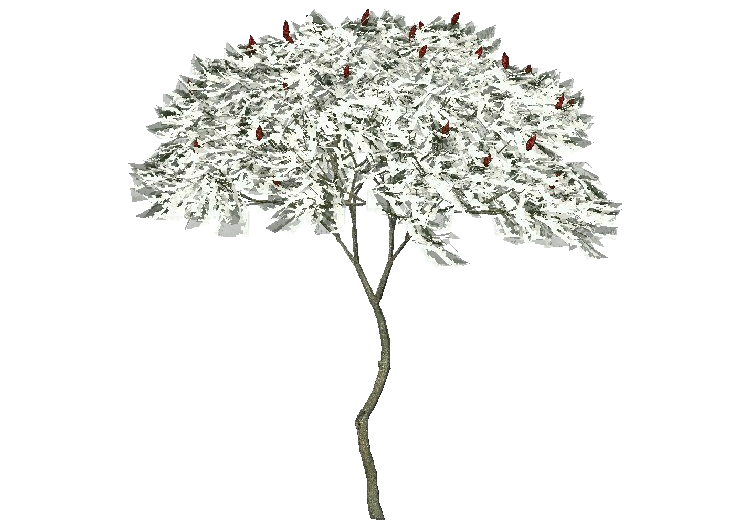 3D Bäume - Essigbaum - ACCA software