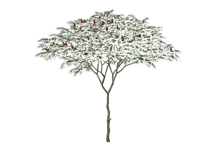 3D Bäume - Essigbaum - ACCA software