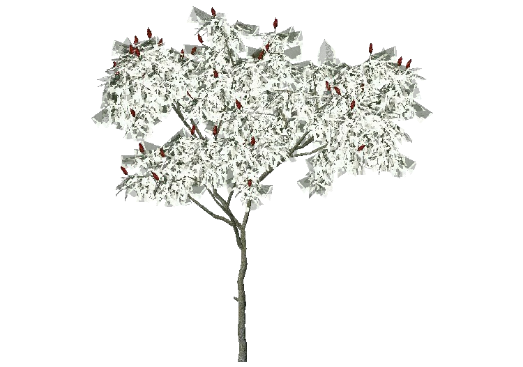 3D Bäume - Essigbaum - ACCA software