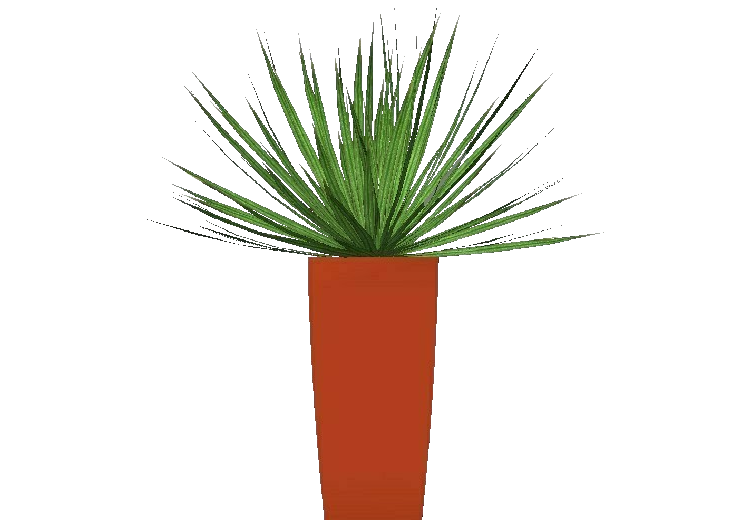 Plantes 3D - Cordilinea - ACCA software