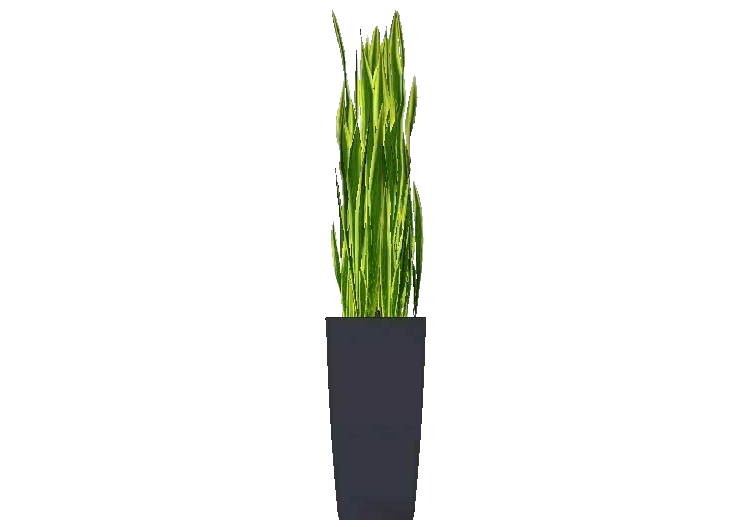 Plantes 3D - Sansevieria - ACCA software